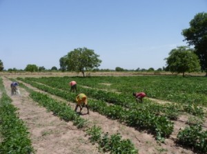 habichuela, exp. terreno cultivo