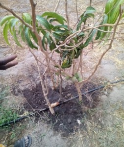 mangos pequeños